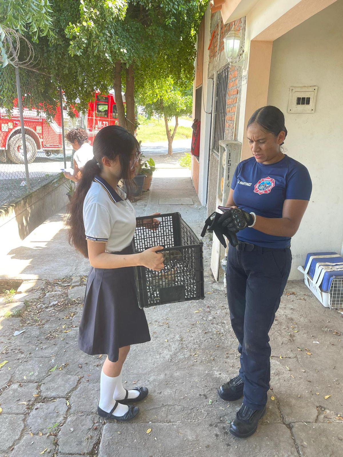 $!Bomberos de Mazatlán salvan a dos gatitos atrapados en una tubería