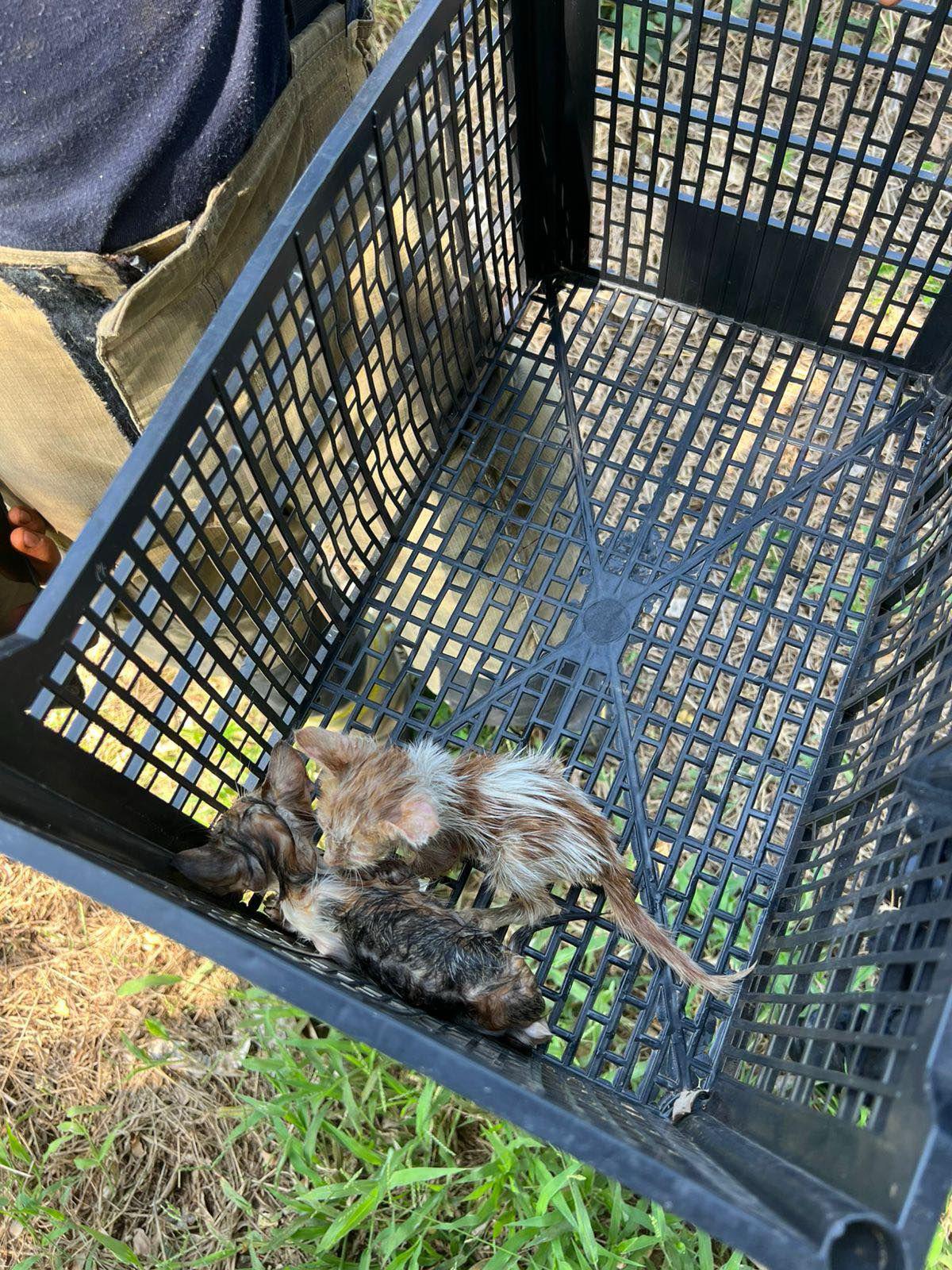 $!Bomberos de Mazatlán salvan a dos gatitos atrapados en una tubería