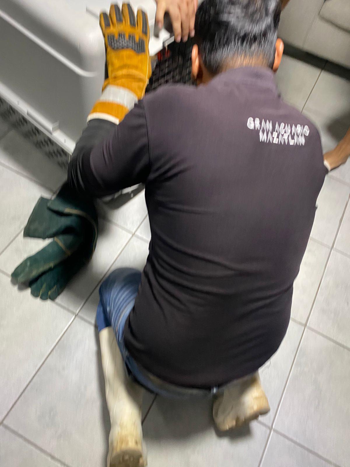 $!Gran Acuario Mazatlán atiende a felino rescatado por familia mazatleca