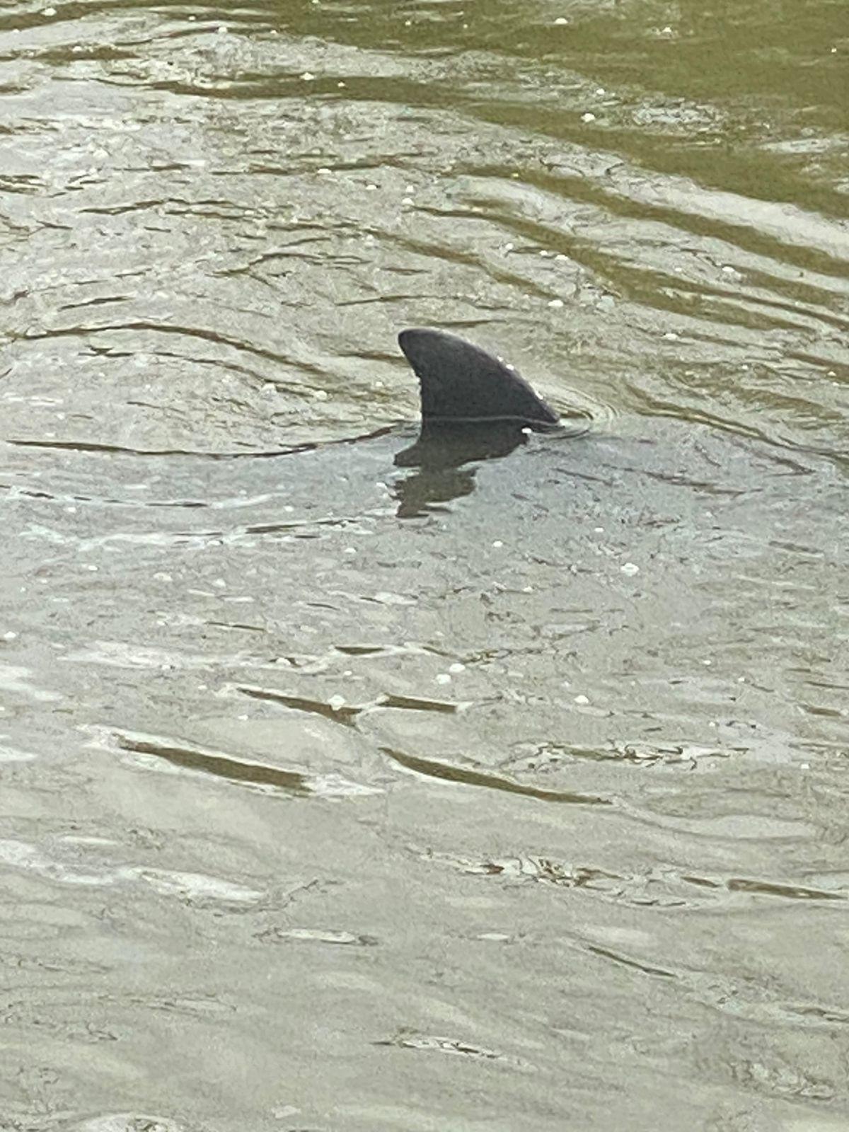 $!Encuentran delfines en dren agrícola de Navolato, zona donde predominan cocodrilos