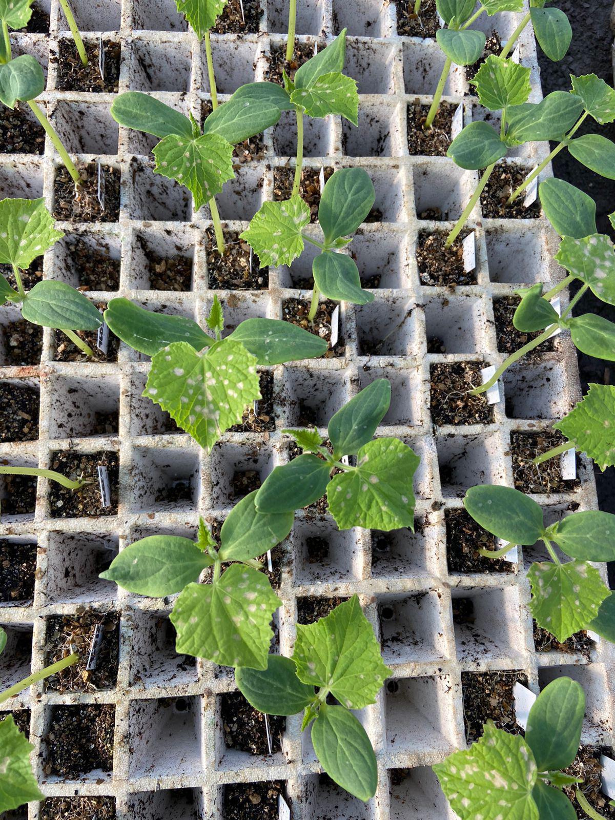 $!Llaman a aplicadores de agroquímicos a no rociar herbicidas cerca de cultivos de hortalizas