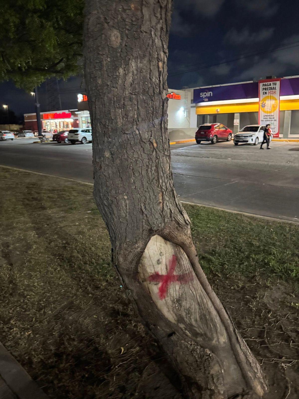 $!Señala ambientalista falta de planeación con la tala de árboles en el Parque Lineal de Mazatlán