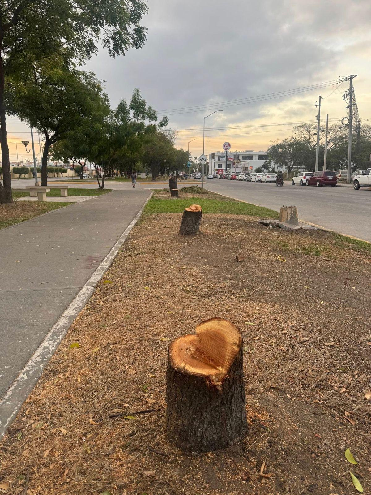 $!Señala ambientalista falta de planeación con la tala de árboles en el Parque Lineal de Mazatlán