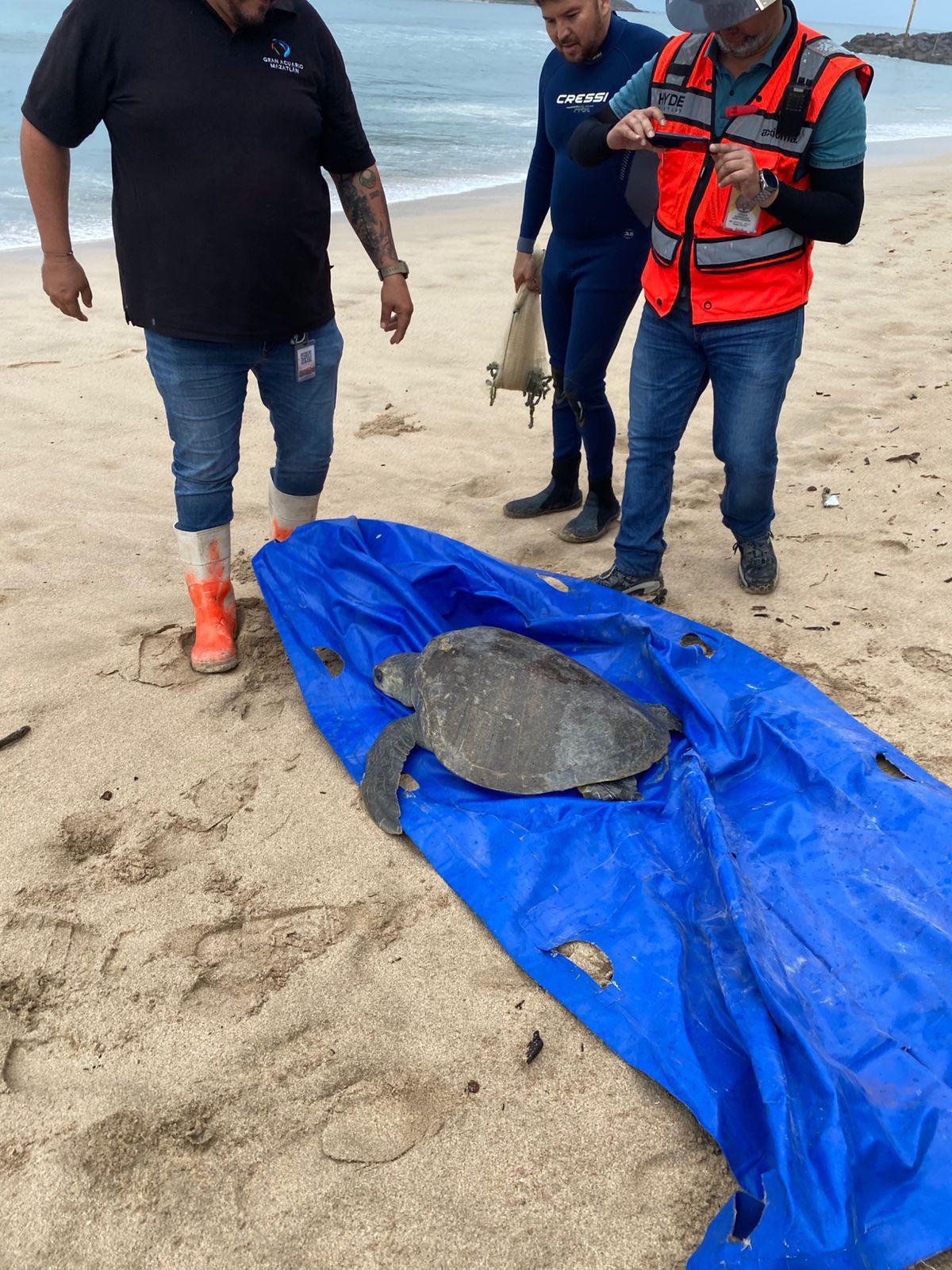 $!Rescata personal del Gran Acuario a tortuga golfina y la regresa al mar