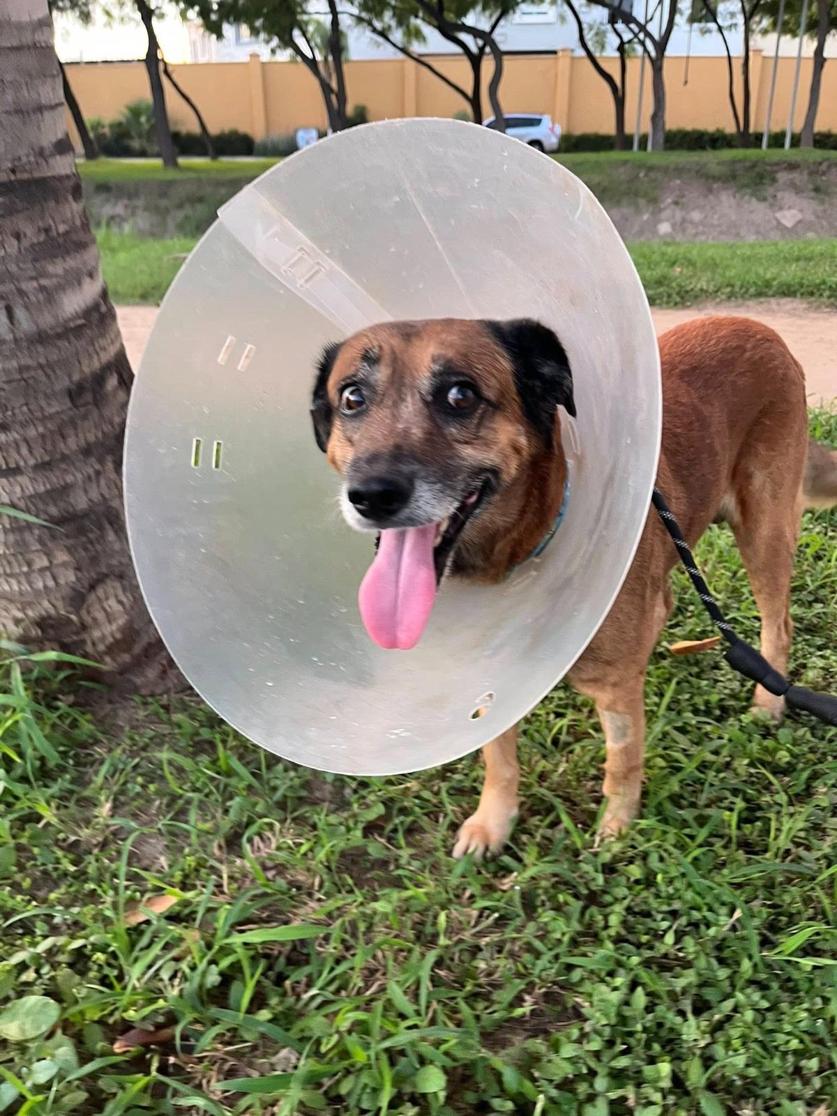 $!Fallece ‘Osito’, el perrito rescatado en Mazatlán tras ser golpeado con una pala