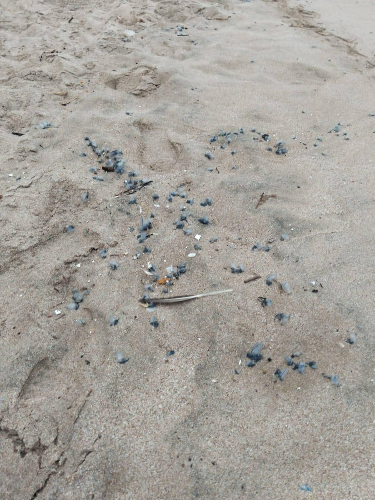 $!Marejadas arrastran quemadores, troncos y basura a las playas de Mazatlán