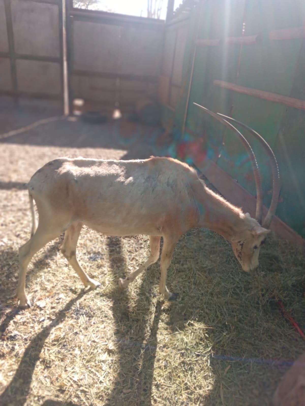 $!Denuncian malas condiciones de animales en el Zoológico de Culiacán