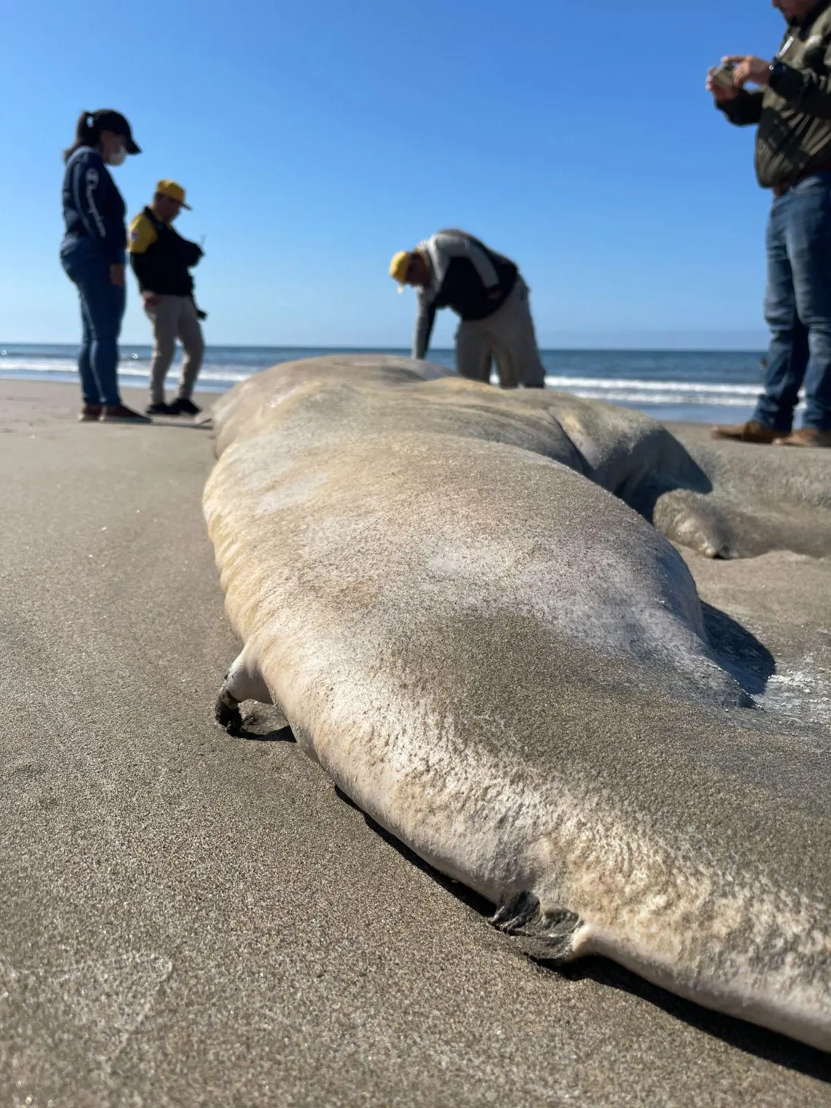 $!Aparece una ballena muerta en la playa El Caimanero, en Rosario