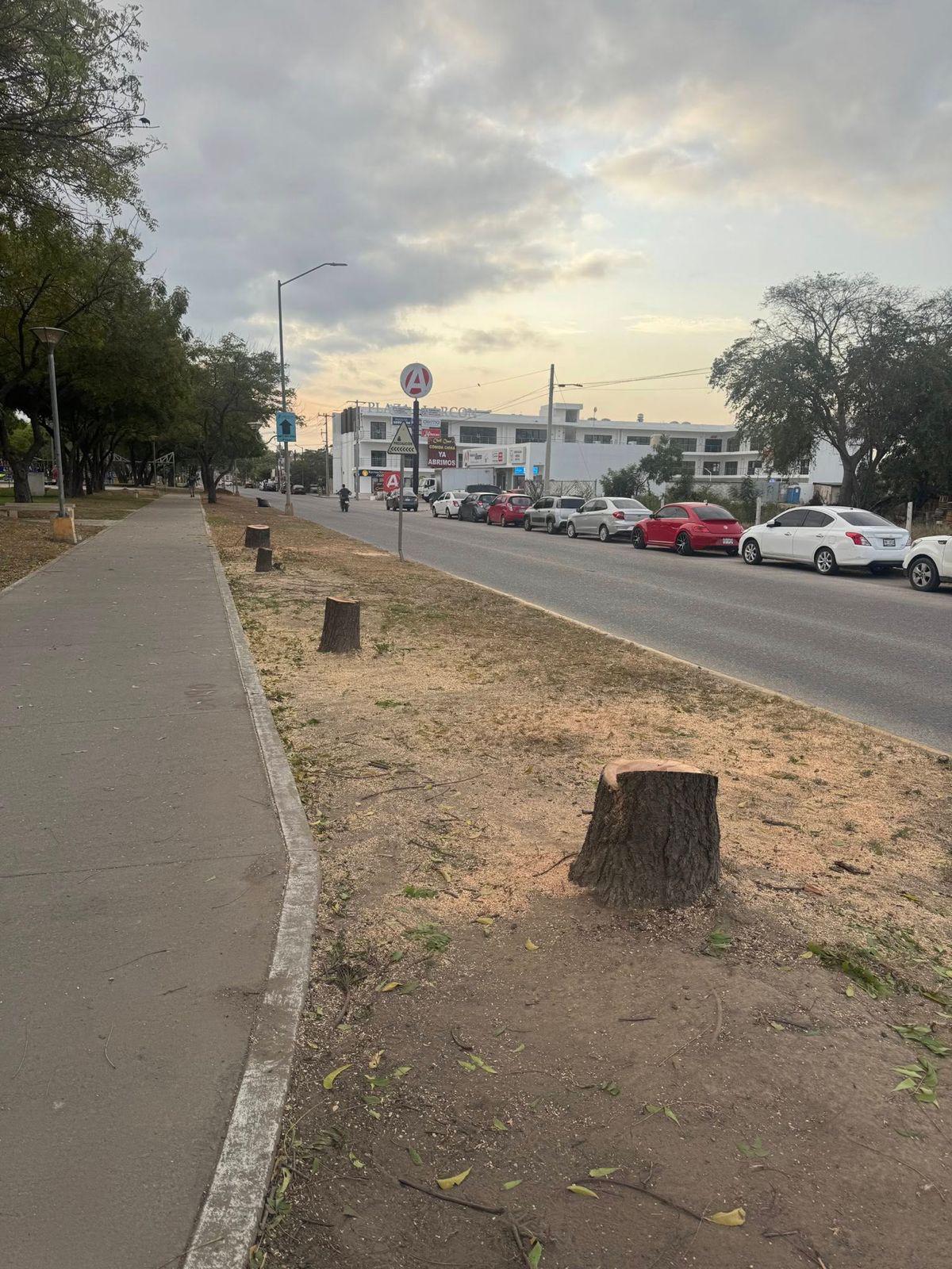 $!Señala ambientalista falta de planeación con la tala de árboles en el Parque Lineal de Mazatlán