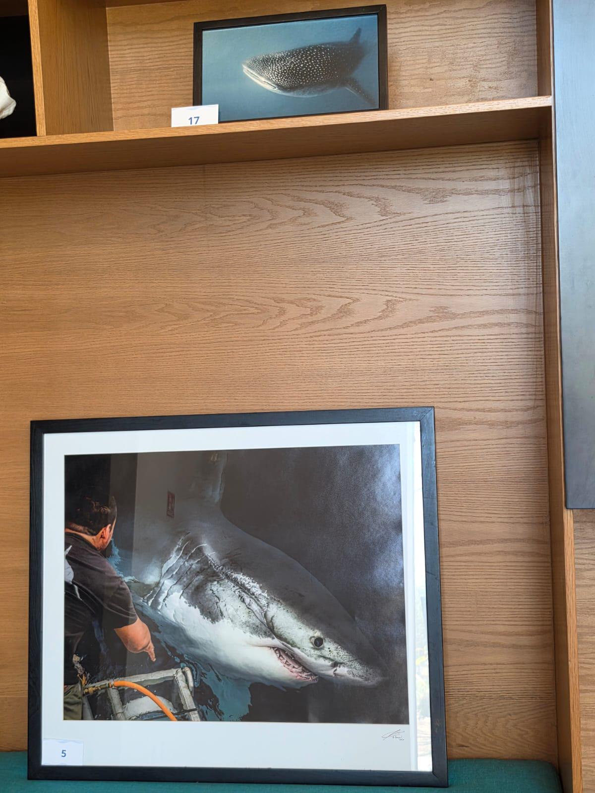 $!El investigador Édgar Becerril explicó que la muestra busca acercar al público al conocimiento científico y a la conservación de los tiburones.