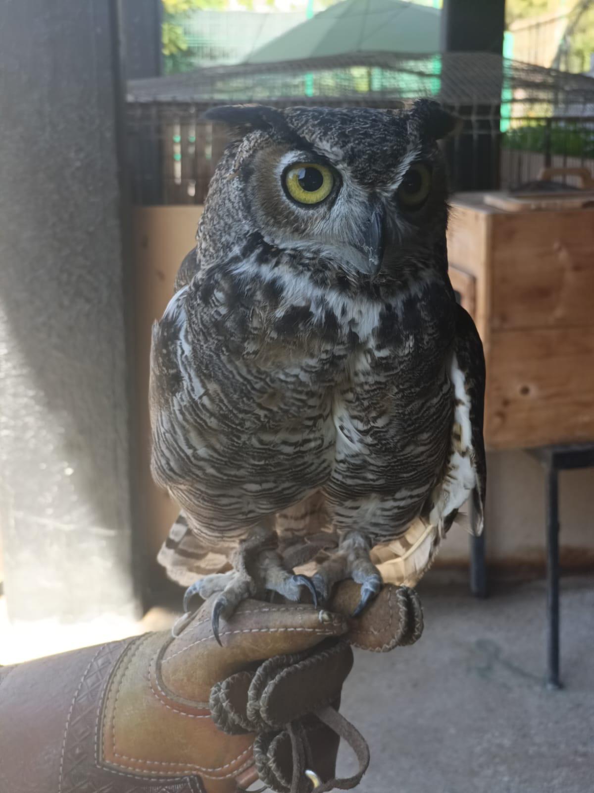$!Más de 850 animales han sido rescatados por el Hospital de la Fauna del Gran Acuario, en Mazatlán