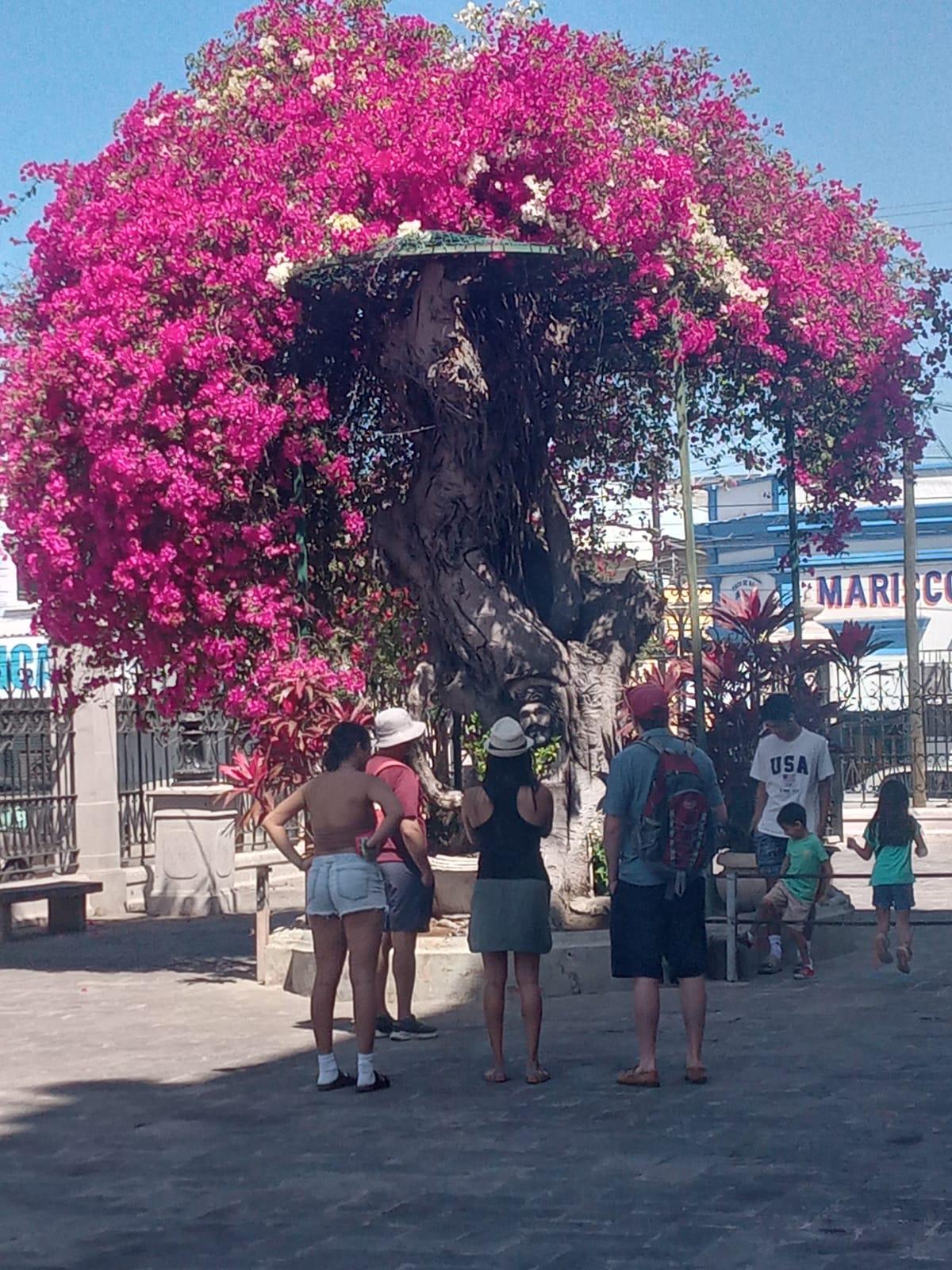 $!Atrae a turistas imagen de Cristo tallada en árbol de hule en Catedral de Mazatlán