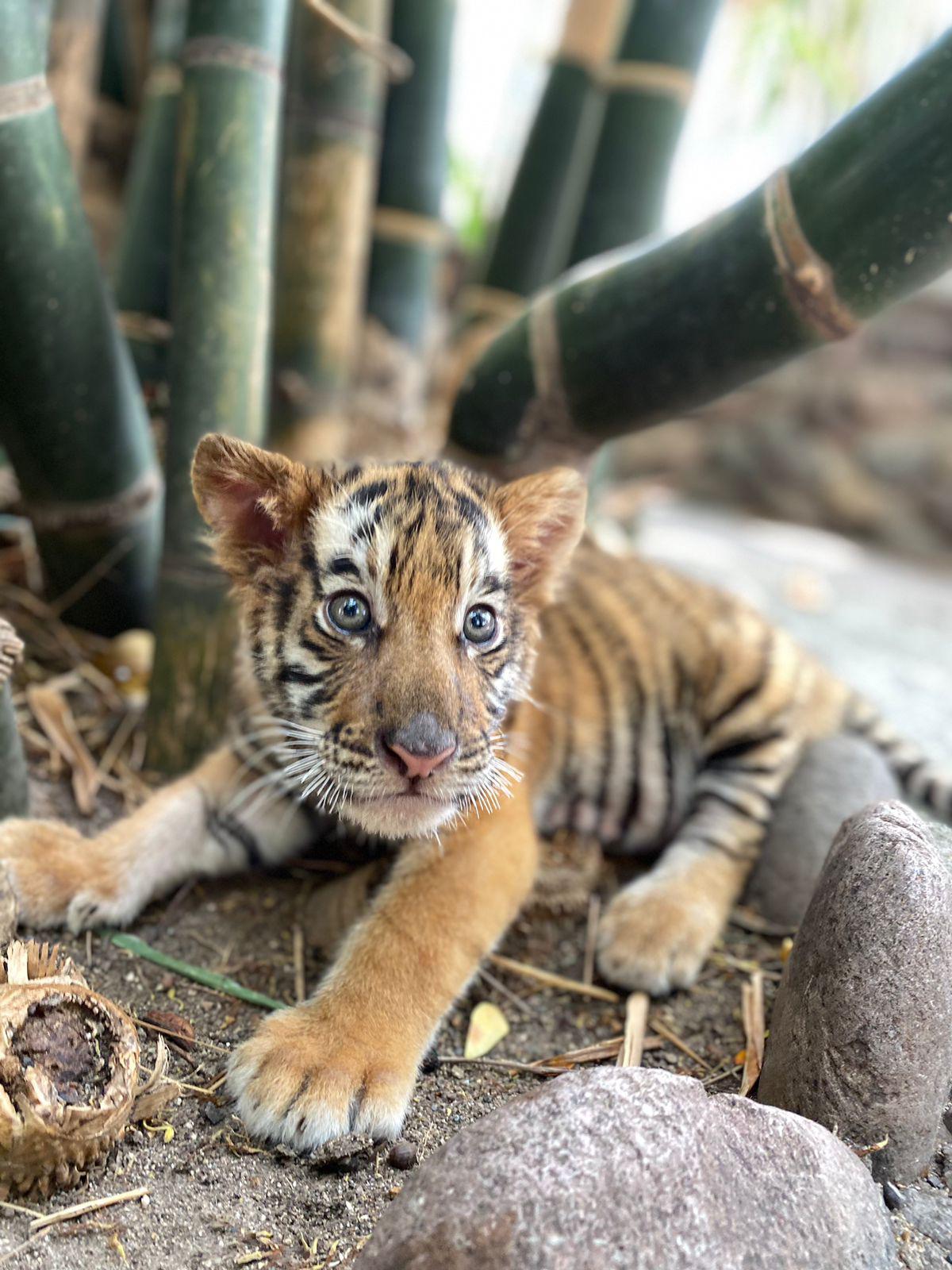 $!Nace tigre de bengala en el Zoológico de Culiacán