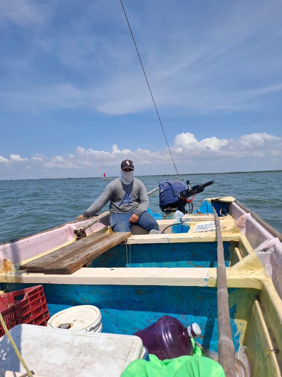 $!En Altata inicia captura de camarón con más producto y mejores tallas que años atrás