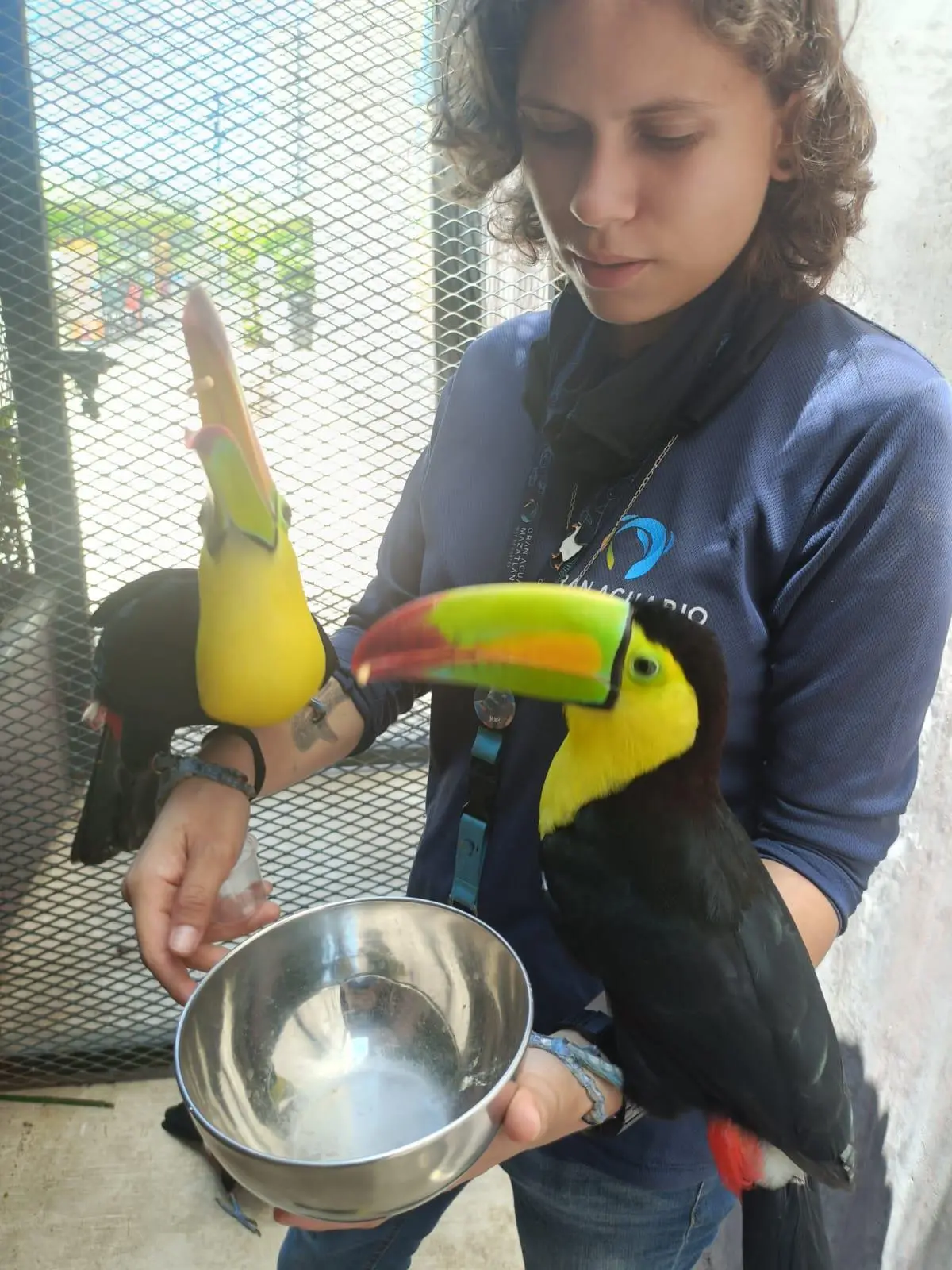 $!Tiene ‘Mango’ una segunda oportunidad para volver a volar