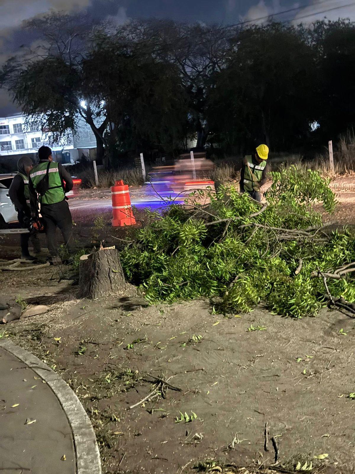 $!Señala ambientalista falta de planeación con la tala de árboles en el Parque Lineal de Mazatlán