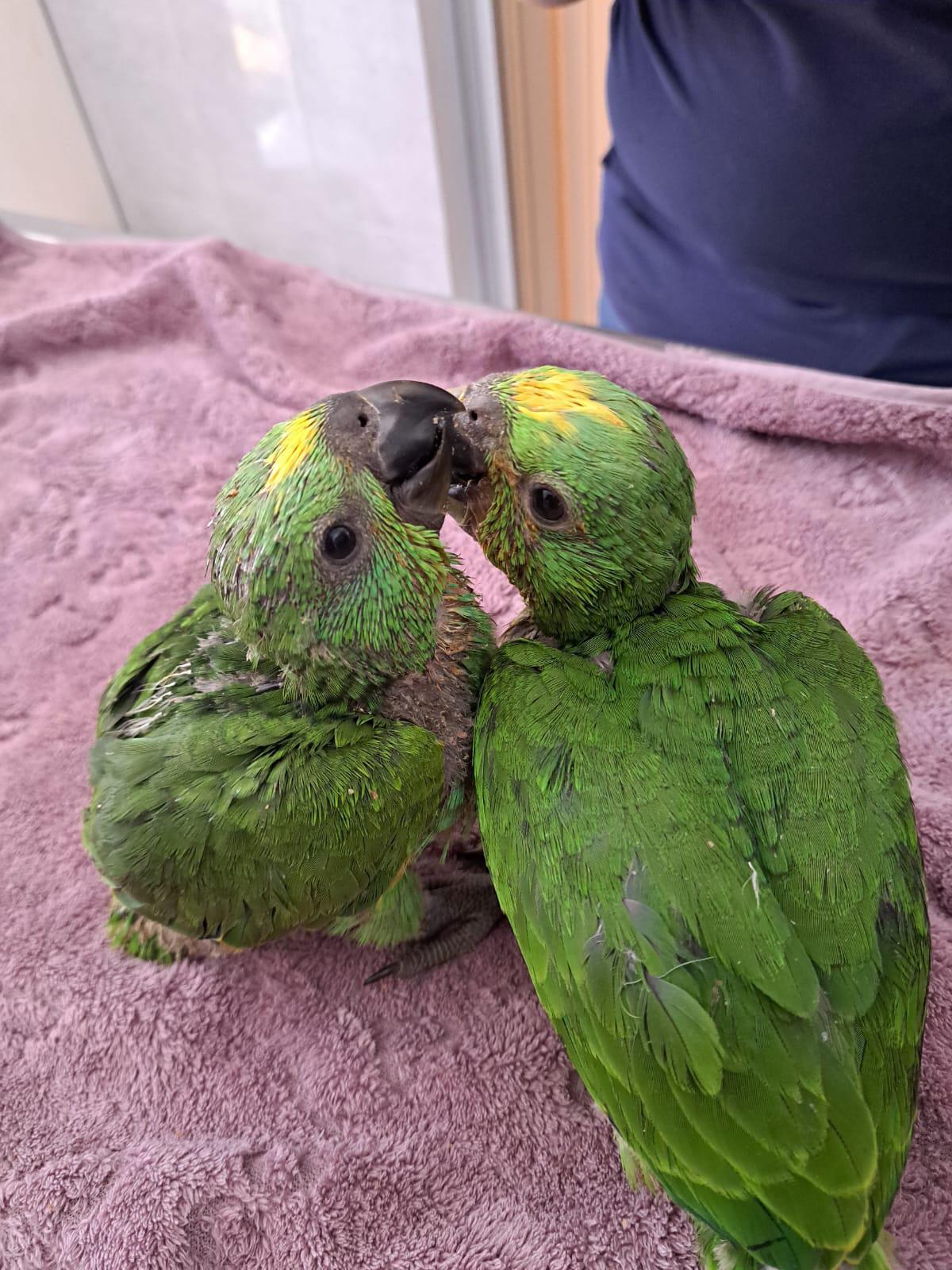 $!Atienden 300 especies en 2024 provenientes de rescates en el Hospital de la Fauna del Gran Acuario