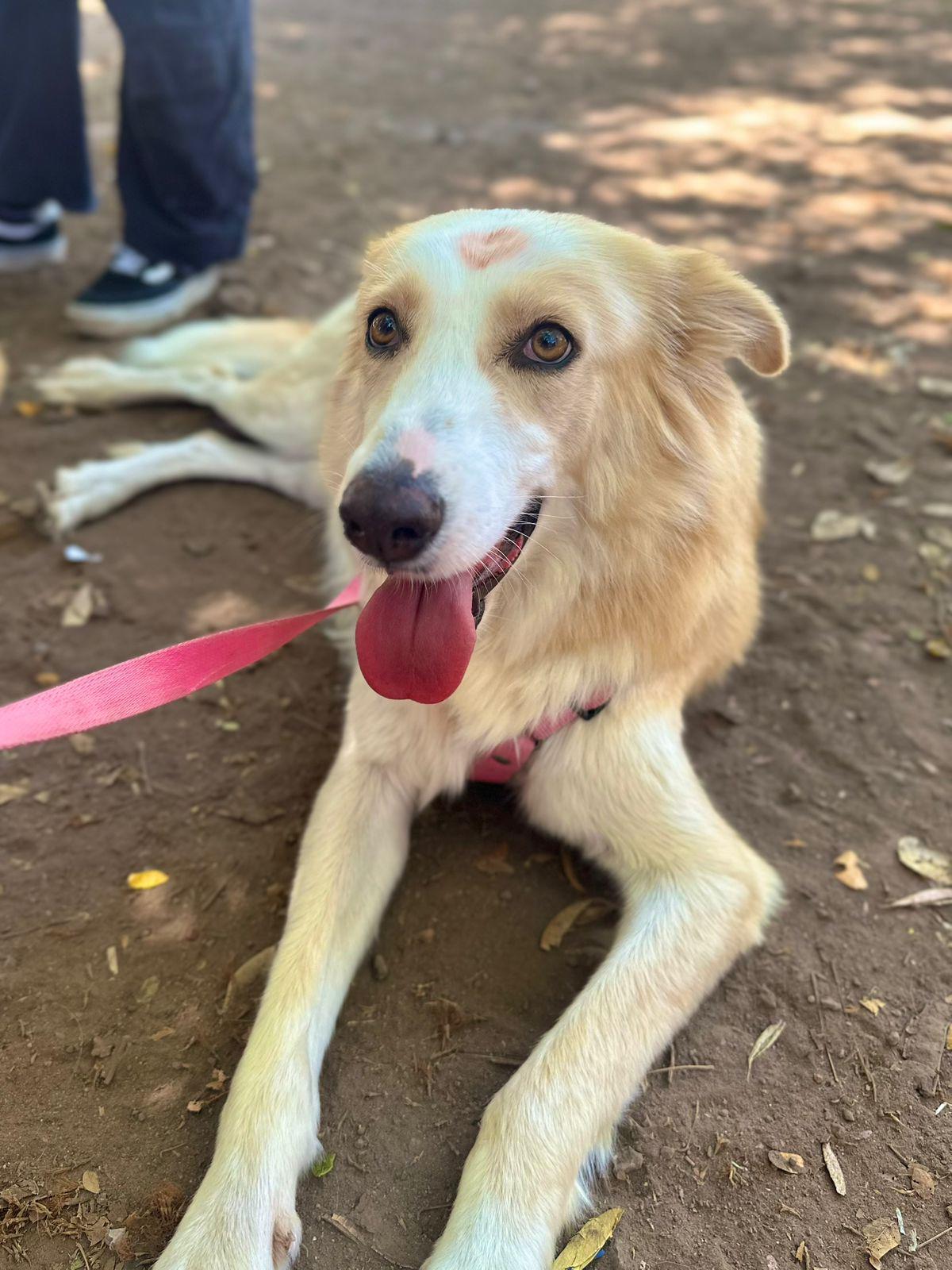 $!Fundación Balto y Togo ha rescatado 110 animales en Sinaloa durante 2026