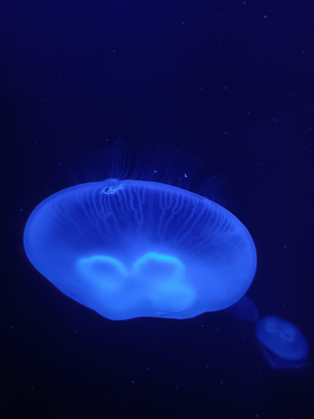 $!Gran Acuario Mazatlán: una experiencia que despierta emociones y conecta con la vida