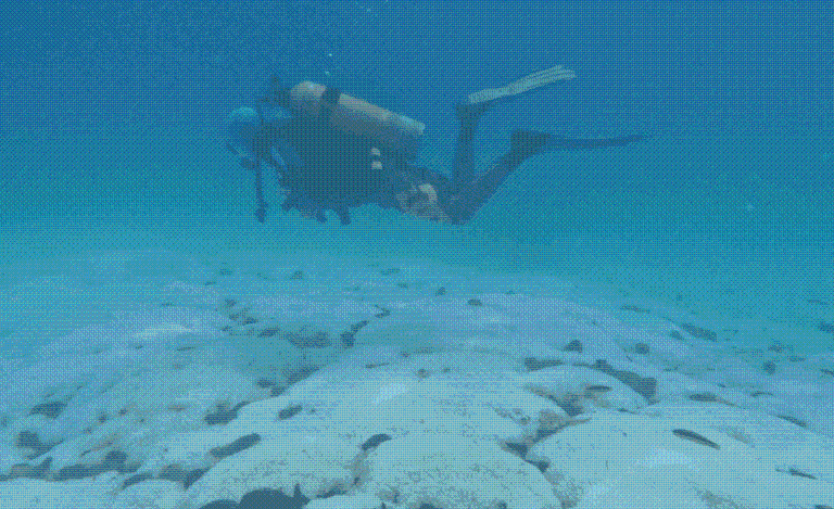 ‘Era como nieve bajo el agua’: corales impactados por El Niño en México tardarían dos décadas en recuperarse