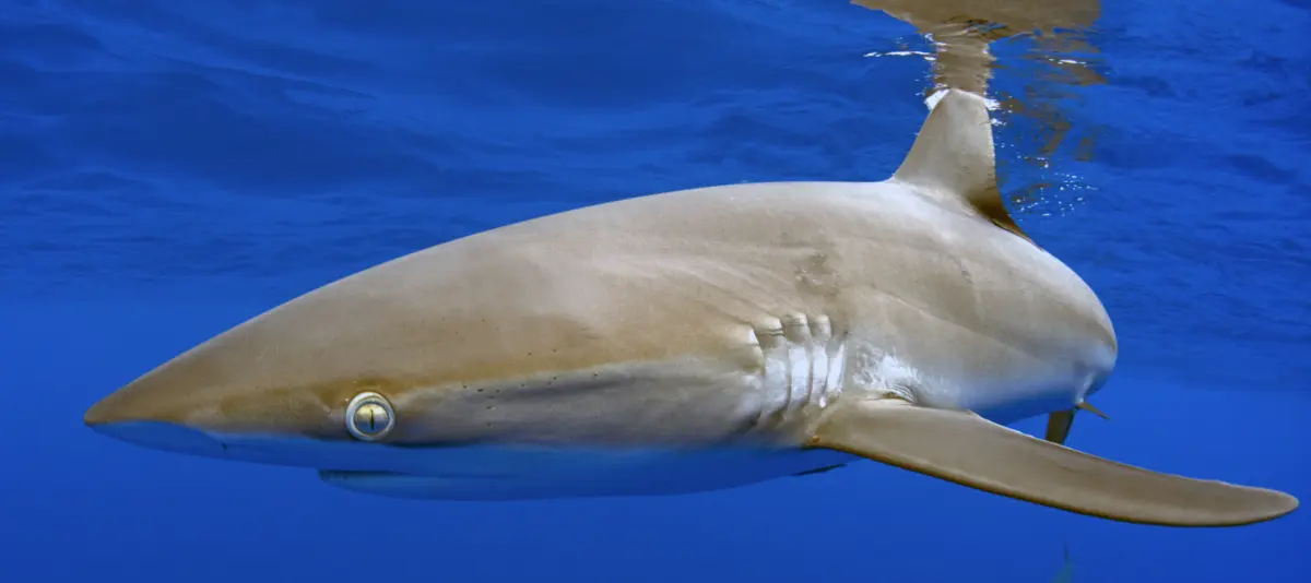 $!Científicos proponen extender áreas marinas protegidas para preservar de la pesca al tiburón sedoso