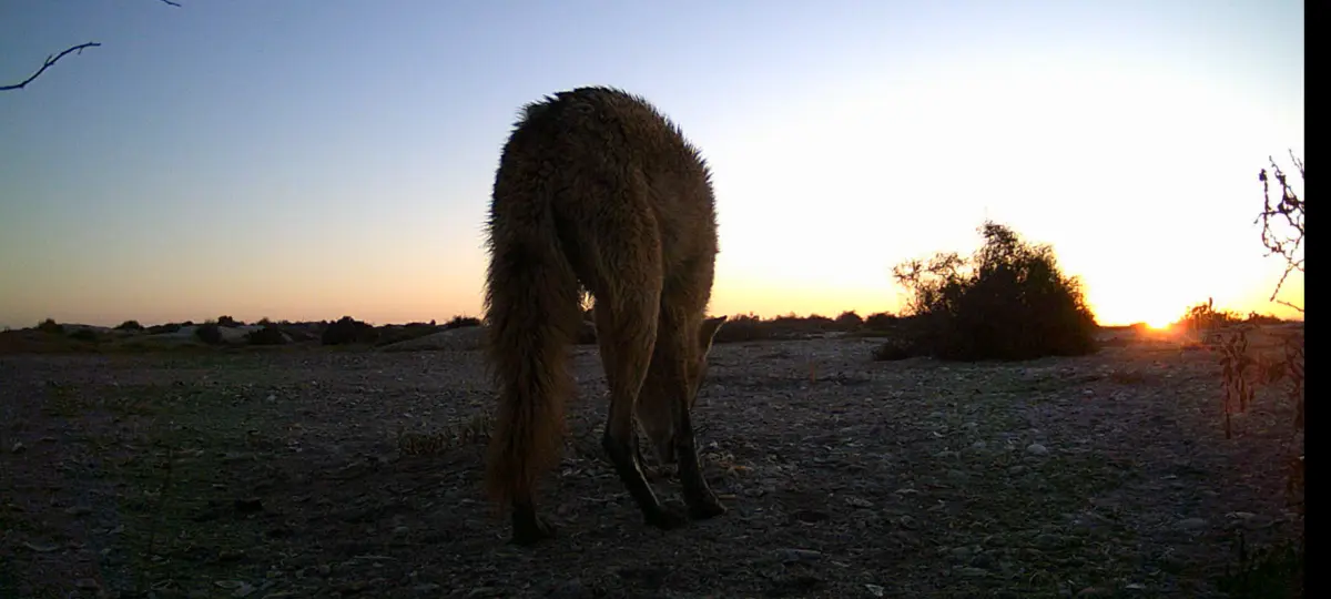 $!Un refugio inesperado: el amenazado ostrero americano del Pacífico encontró un hogar vital en el noroeste de México