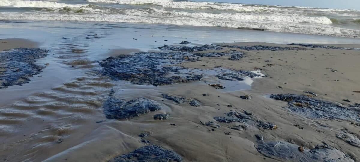 $!Pescadores han realizado jornadas de limpieza en playas del Golfo de México.