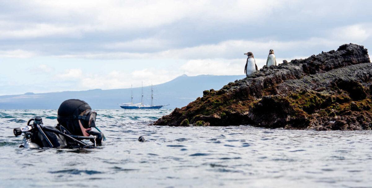 $!Galápagos: redescubren un coral solitario que se creía extinto y renueva la esperanza sobre la conservación marina