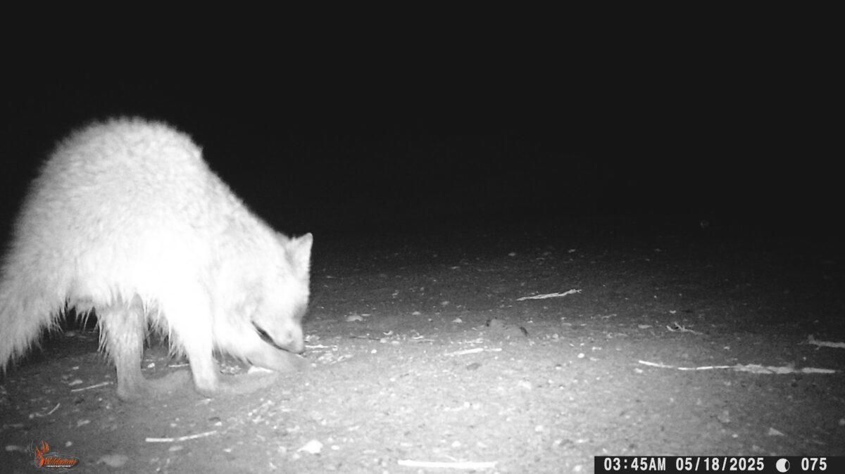 $!Un refugio inesperado: el amenazado ostrero americano del Pacífico encontró un hogar vital en el noroeste de México