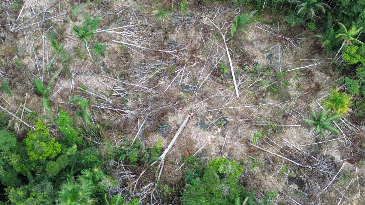 $!Imagen aérea de tala ilegal. Global Conservation capacita, equipa y empodera a los ecoguardias que trabajan en los parques nacionales Sierra del Divisor, Manu y Otishi.