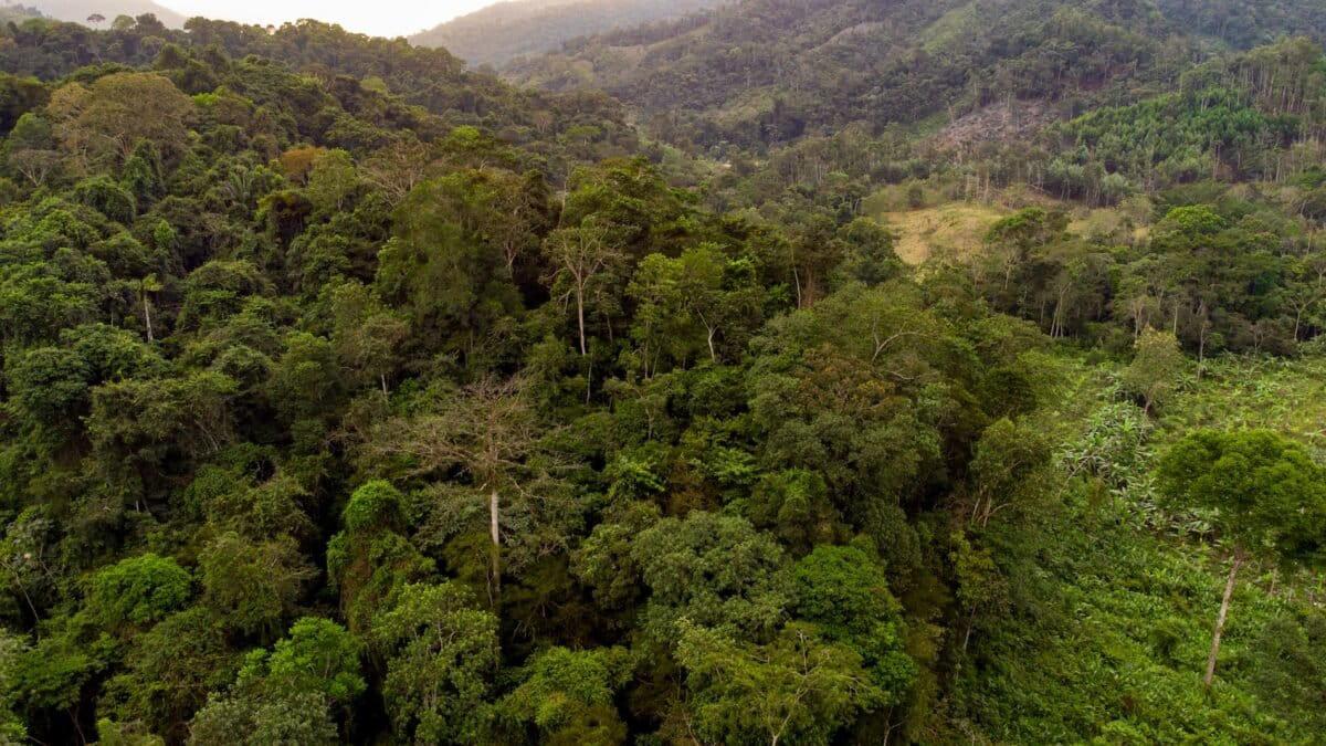 $!El vuelo que inquieta a las rapaces: así reaccionan estas aves ante los drones, según una década de estudios en Latinoamérica