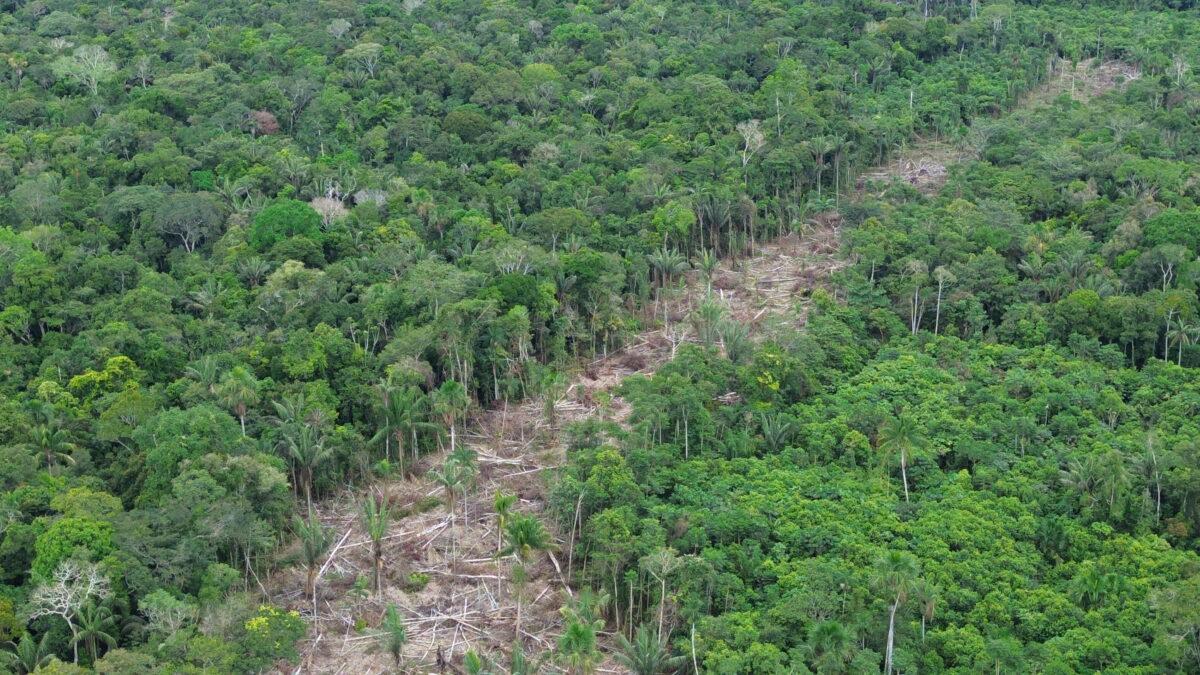 $!Imagen aérea de tala ilegal, obtenida por los ecoguardias utilizando drones en Anguillal, zona de amortiguamiento del Parque Nacional Sierra del Divisor.