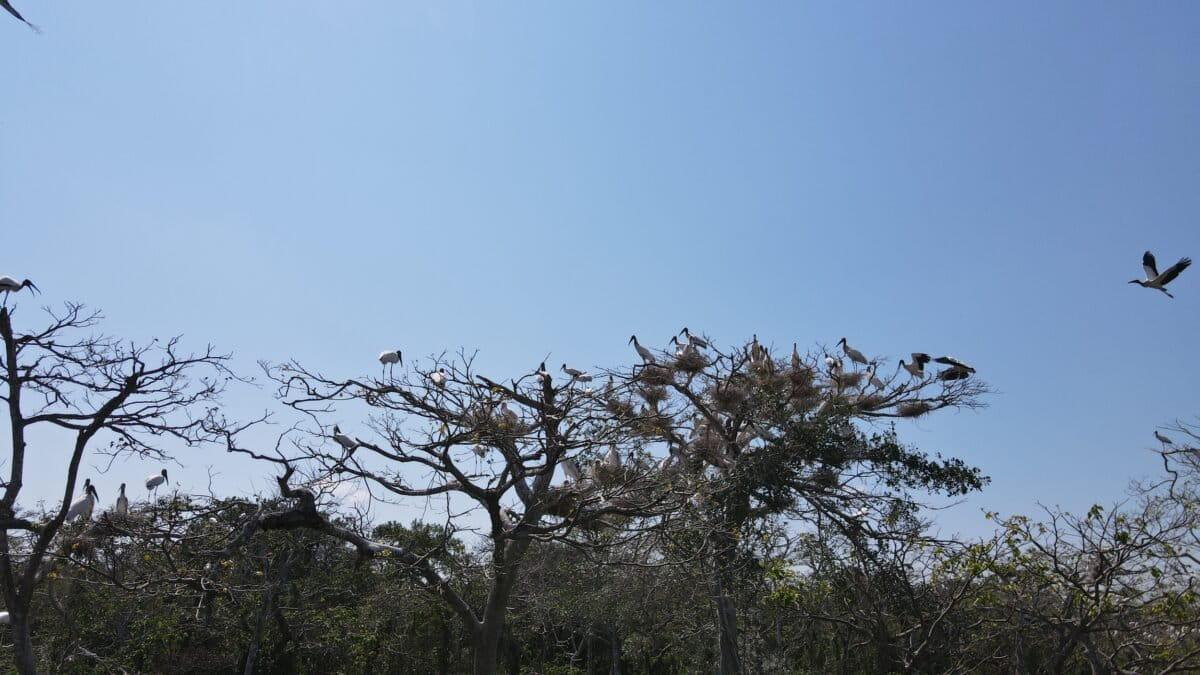 $!El gran retorno de las cigüeñas a un área protegida de Bolivia amenazada por invasores e incendios