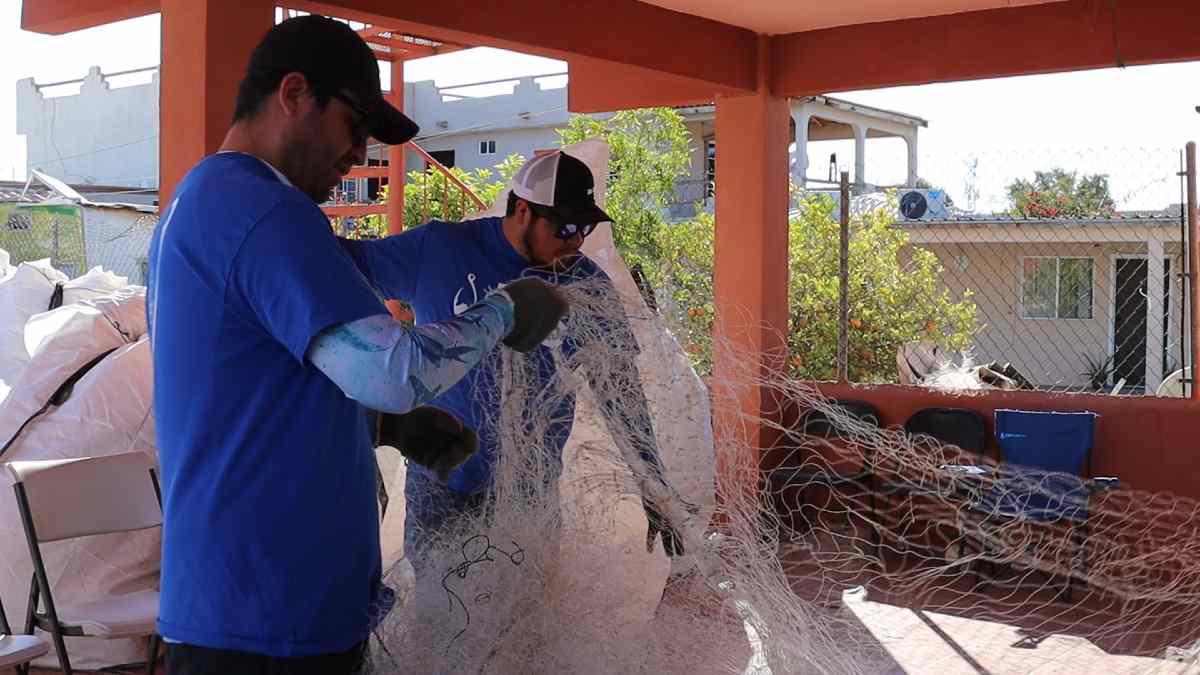 $!Miembros de Pesca ABC limpian las redes recuperadas en la colecta de redes que realizaron en marzo pasado donde recuperaron 10.3 toneladas de redes de pesca fantasma en desuso con apoyo de la comunidad de San Felipe.