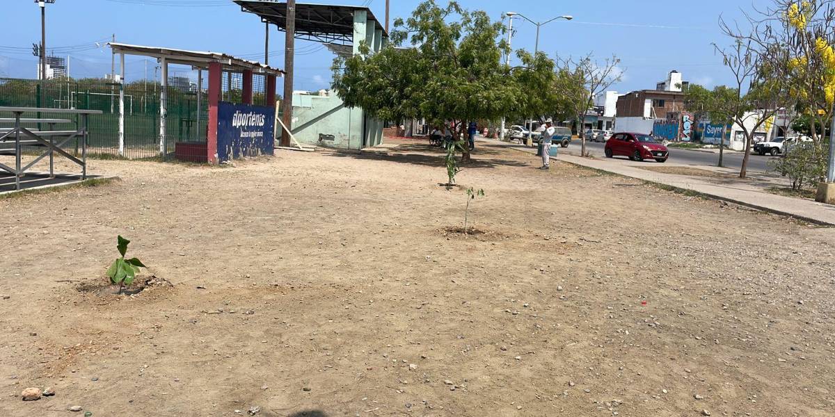 Comité de Futbol busca implementar campaña de reforestación de espacios deportivos en Mazatlán Comité de Futbol busca implementar campaña de reforestación de espacios deportivos en Mazatlán