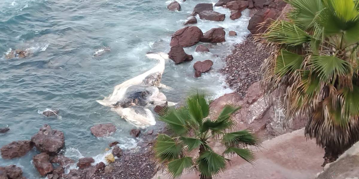 Con estudio de esqueleto, buscará Munba encontrar las causas de muerte de ballena varada en Mazatlán Con estudio de esqueleto, buscará Munba encontrar las causas de muerte de ballena varada en Mazatlán