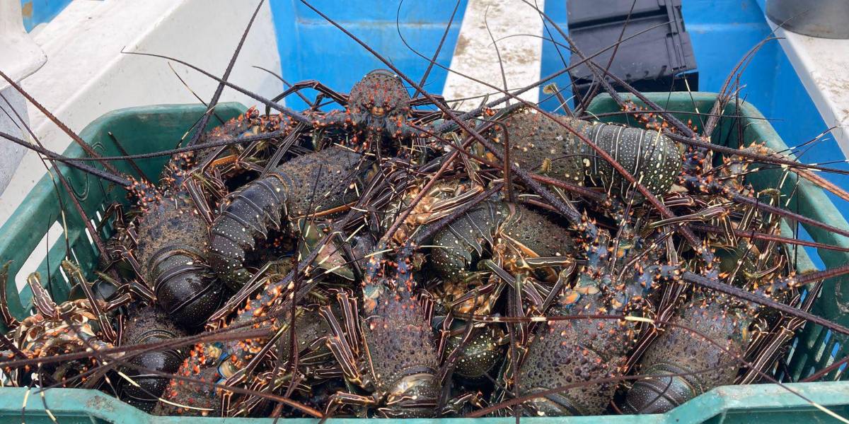 Comienza la pesca de langosta en Playa Norte, en Mazatlán
