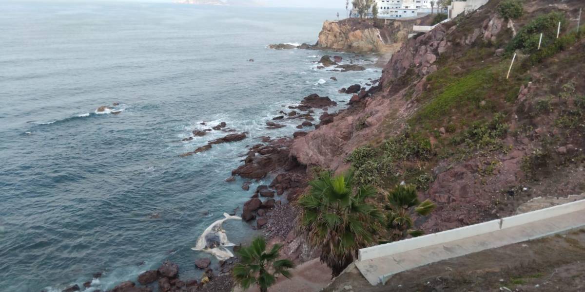 Con estudio de esqueleto, buscará Munba encontrar las causas de muerte de ballena varada en Mazatlán Con estudio de esqueleto, buscará Munba encontrar las causas de muerte de ballena varada en Mazatlán