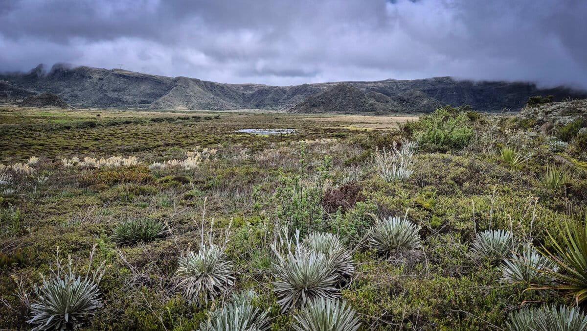 $!Los ecosistemas invisibles en la lucha contra la crisis climática