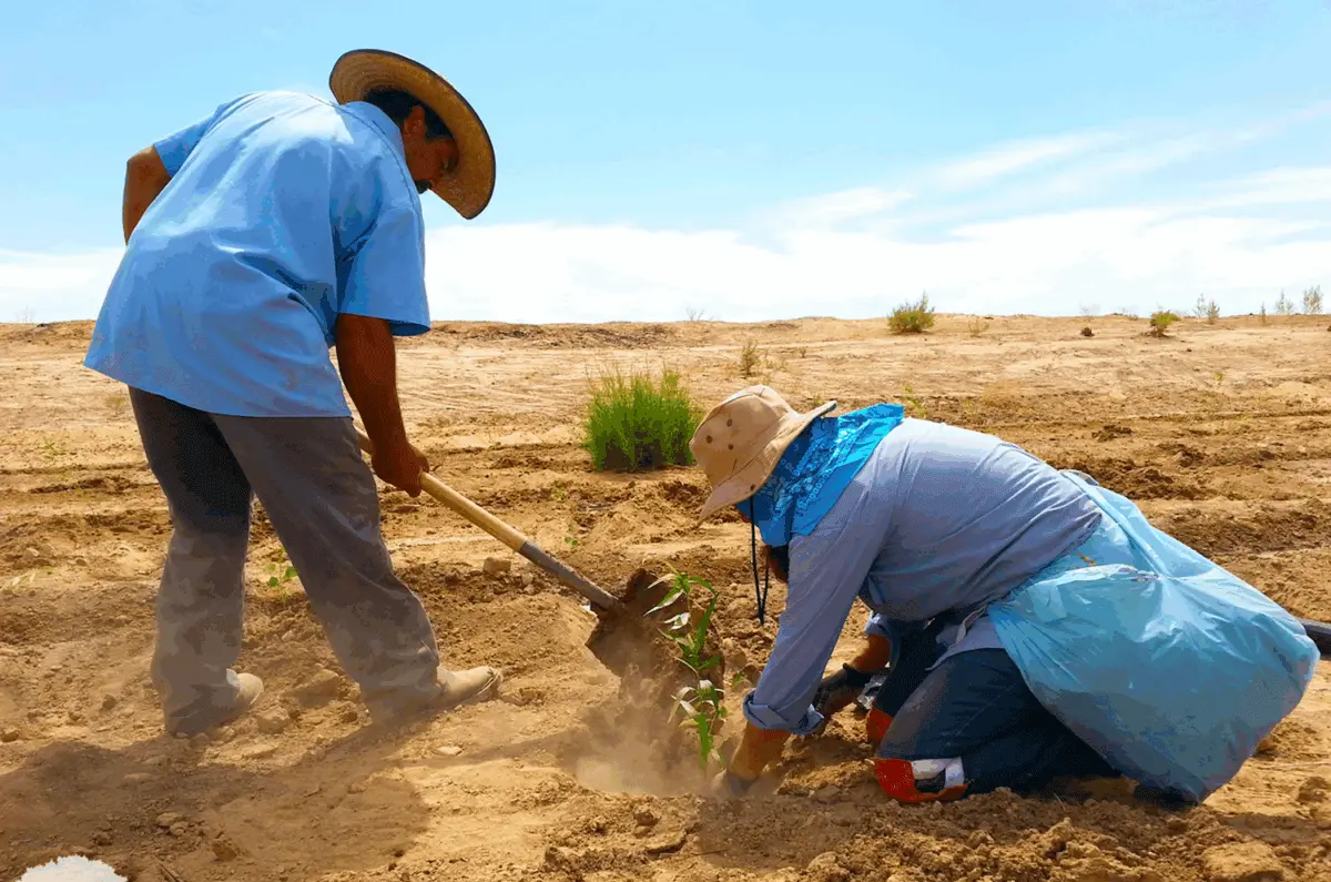 $!Revivir al Río Colorado: utilizan abejas y agua para restaurar el delta que unía a Estados Unidos con México