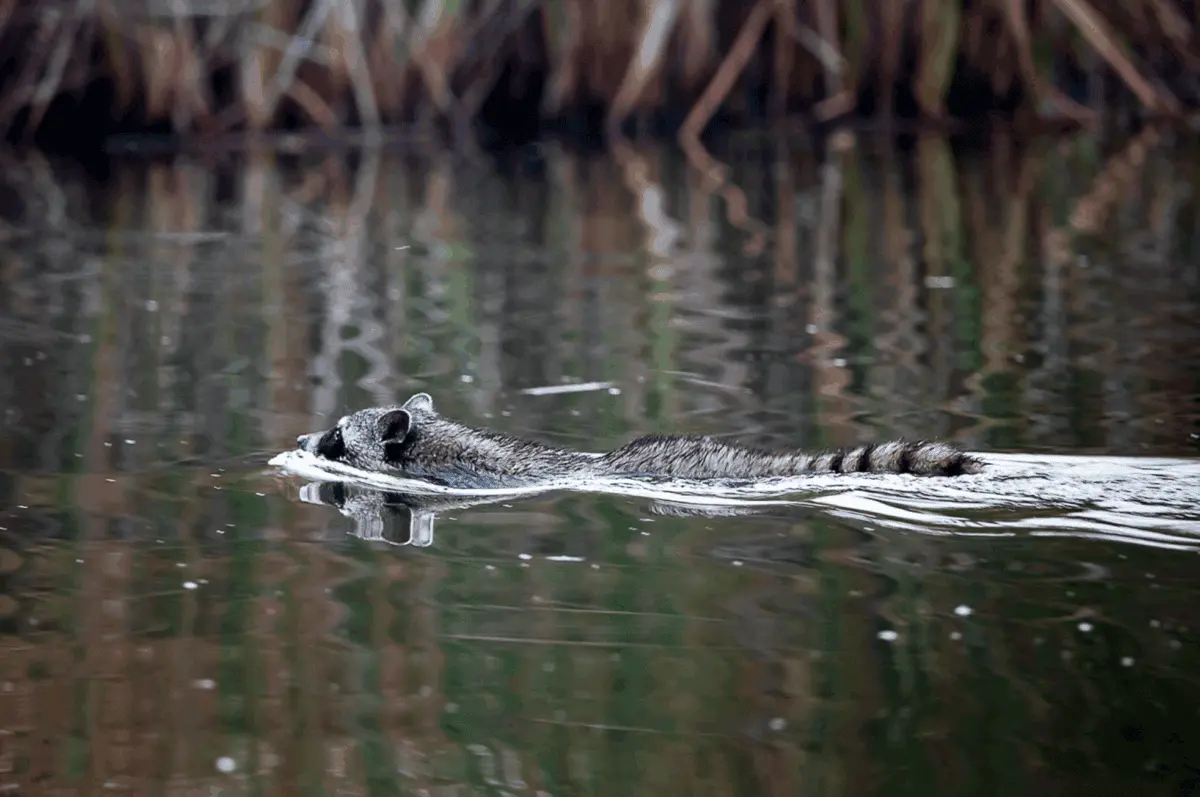 $!Revivir al Río Colorado: utilizan abejas y agua para restaurar el delta que unía a Estados Unidos con México