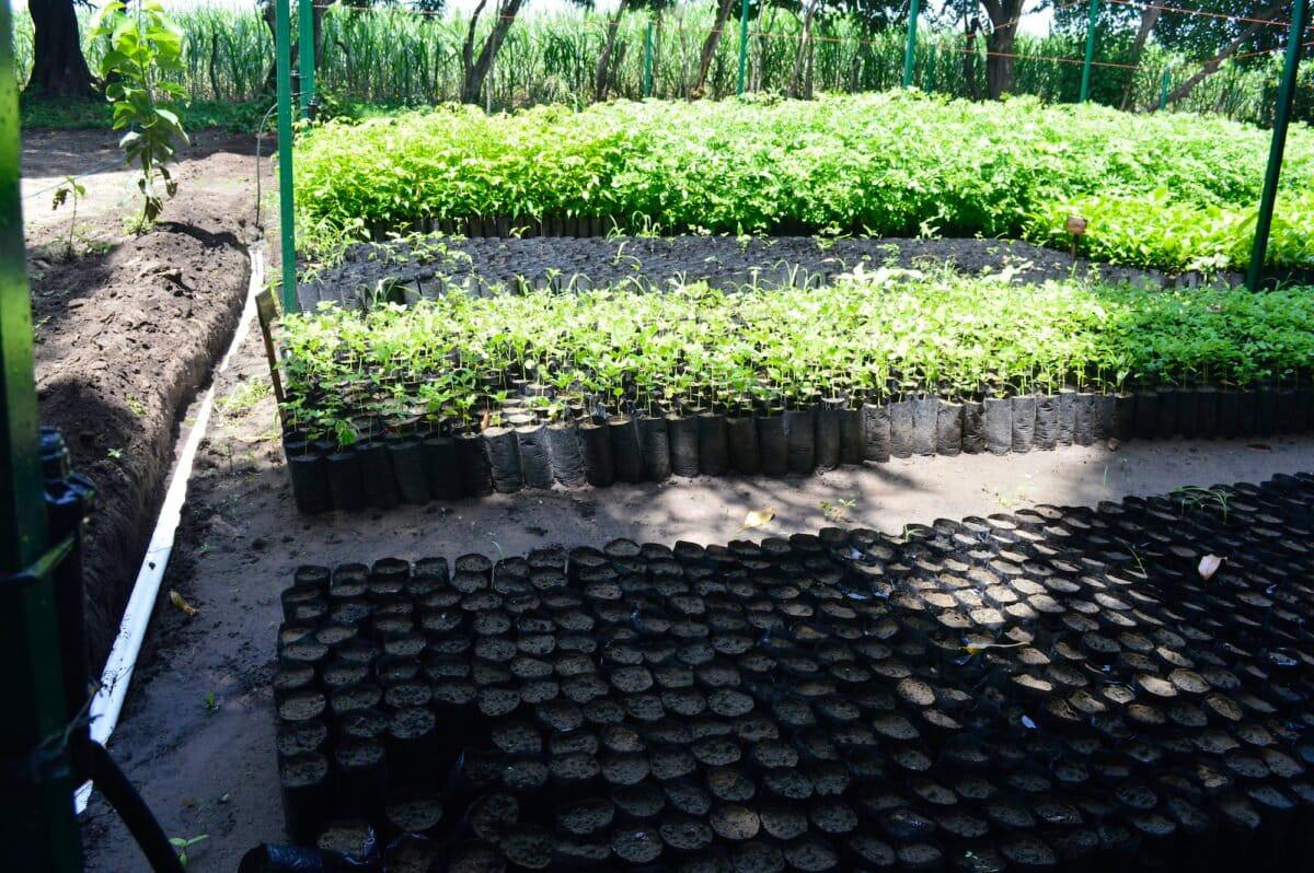 $!Humedales costeros de agua dulce: los aliados olvidados de México contra el cambio climático