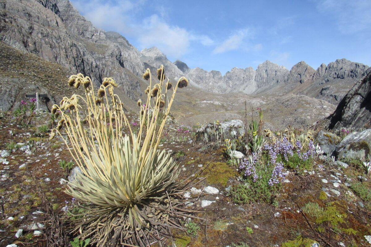 $!Planta en roseta (frailejón, Espeletia moritziana), junto a colchones de musgos y otras plantas con flor, en las faldas del Pico Humboldt, Venezuela.
