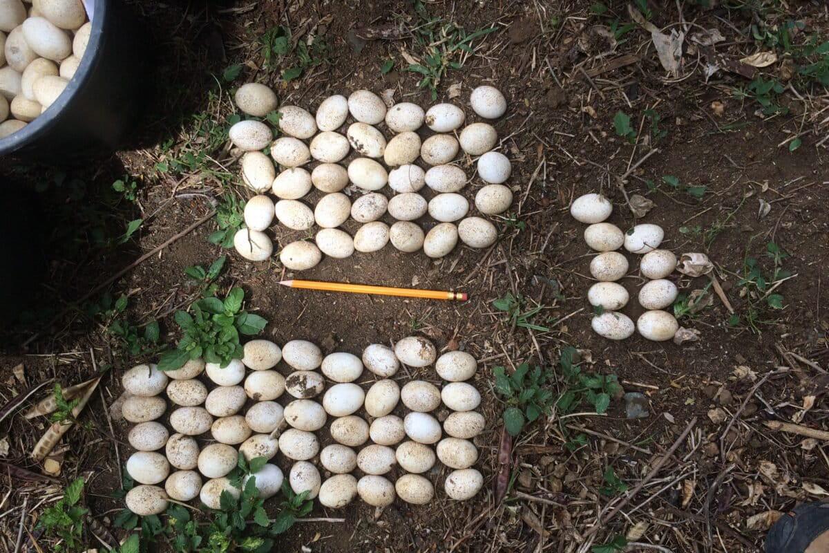 $!Cosecha de nidos en Puerto Rico. Esta práctica es una de las estrategias para tratar de controlar las poblaciones de iguana verde.