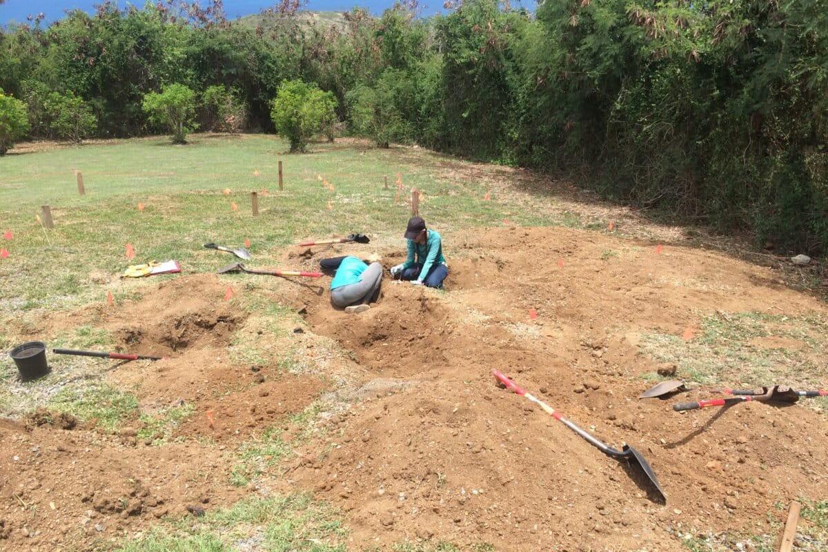$!Científicos excavan para encontrar nidos de iguana verde.