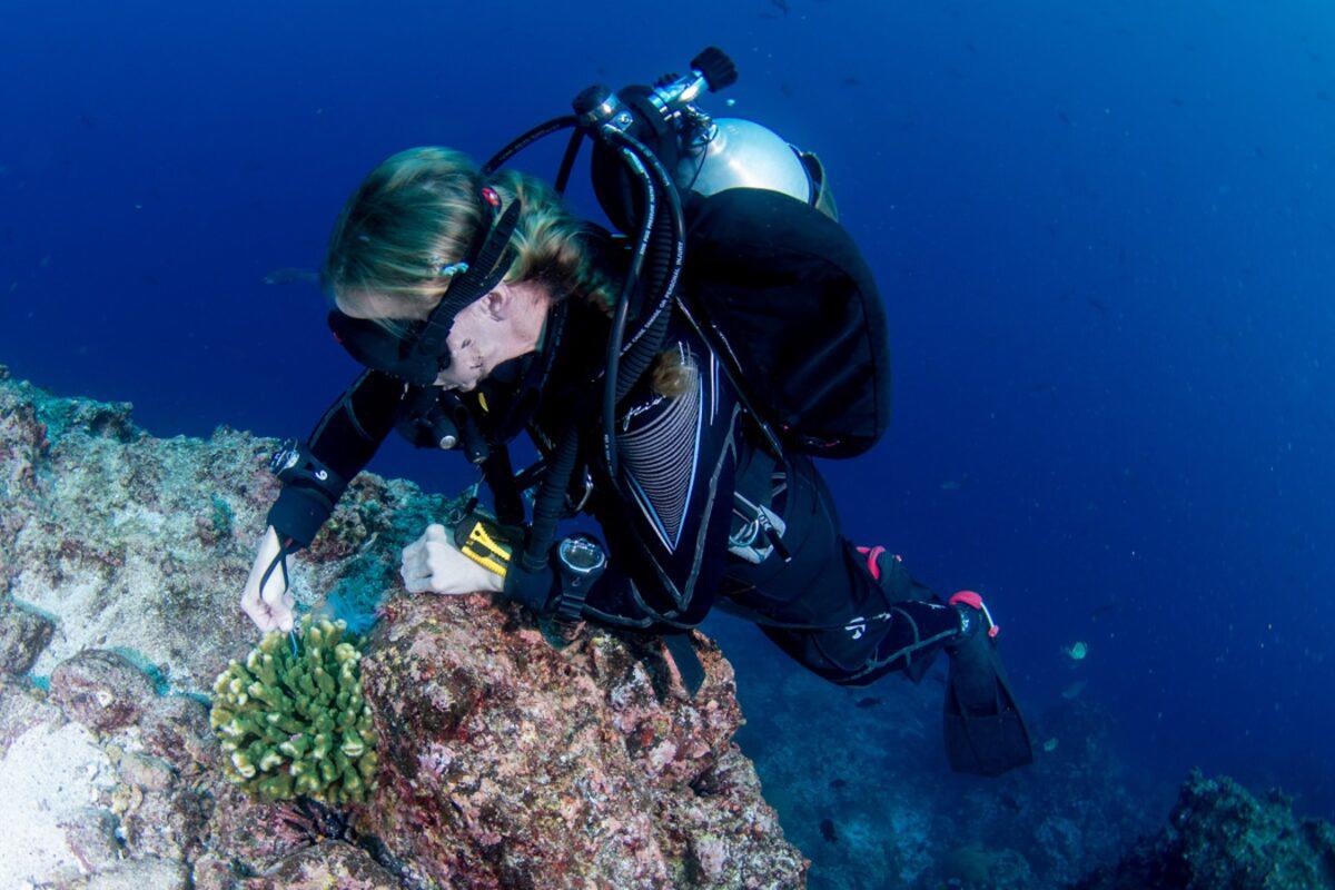 $!Galápagos: redescubren un coral solitario que se creía extinto y renueva la esperanza sobre la conservación marina