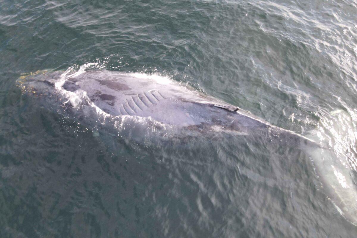 $!Proyecto de escalera náutica amenaza a mantarrayas gigantes, ballenas y tortugas en México