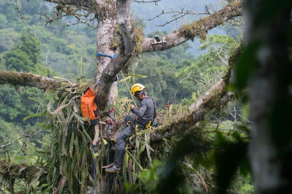 $!El vuelo que inquieta a las rapaces: así reaccionan estas aves ante los drones, según una década de estudios en Latinoamérica