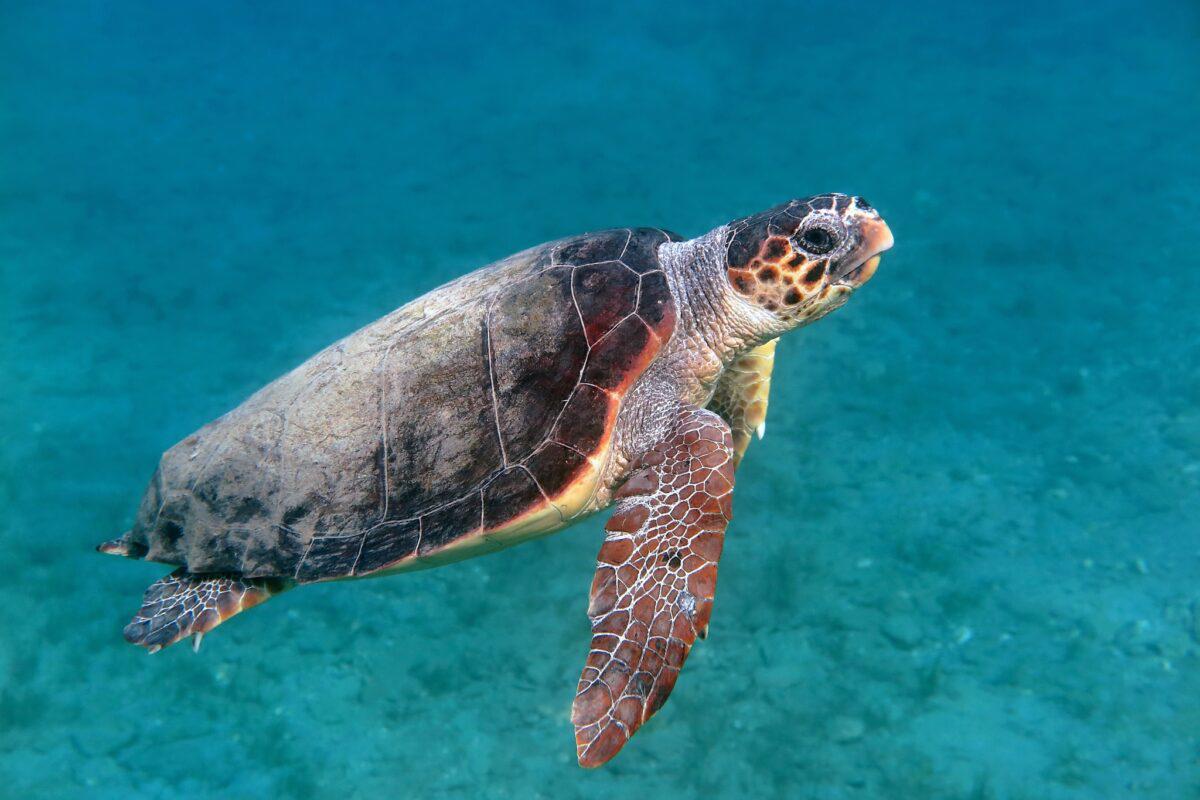 $!México se enfrenta a compañía de Estados Unidos que busca extraer fósforo del mar en Baja California Sur