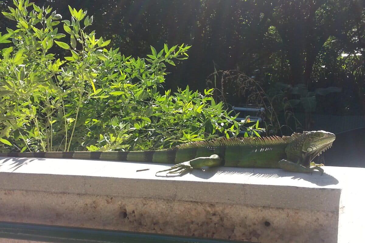 $!La iguana verde está generando afectaciones a infraestructuras en los países donde es invasora.